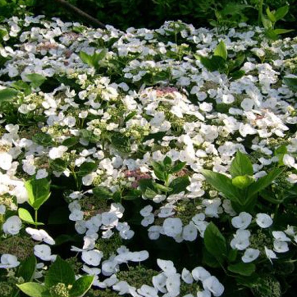 Nahaufnahme einer Gruppe von Tellerhortensien mit weißen Blüten und grünen Blättern.