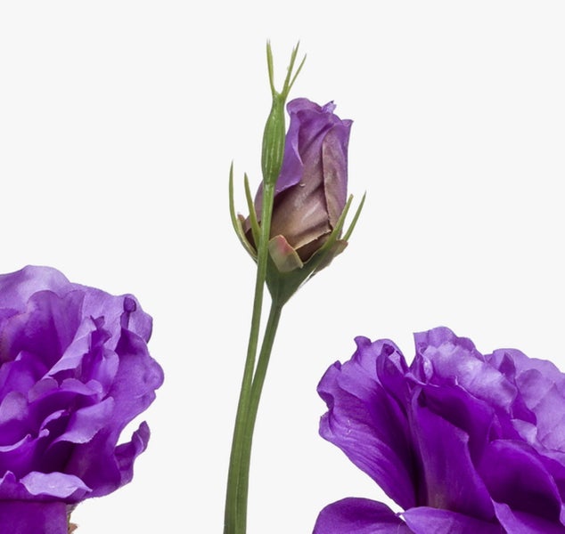 Violette Lisianthus Blüten mit einer geschlossenen Knospe.