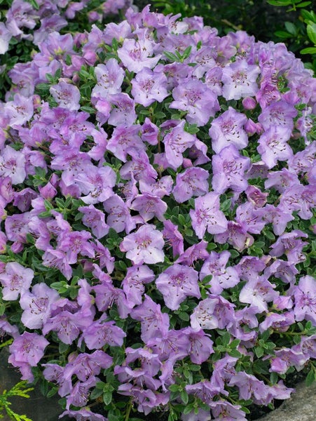 Rhododendron keleticum, Zwerg-Rhododendron, lila Blüten, 15–20 cm