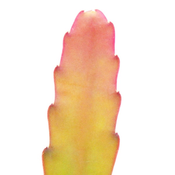 Epiphyllum anguliger Red Tip  Schwert-Kaktus Krokodilschwanz mit rötlicher Färbung 14cm Ampeltopf