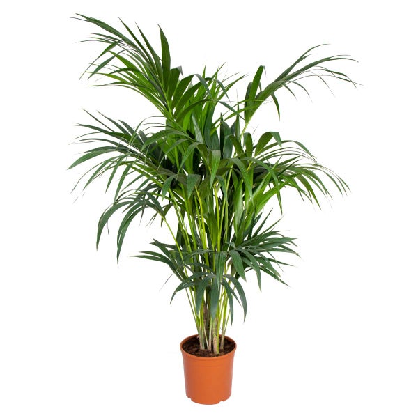 Howea forsteriana - Kentia-Palme - Zimmerpflanze - Desodorierend – ⌀24 cm – ↕120-130 cm