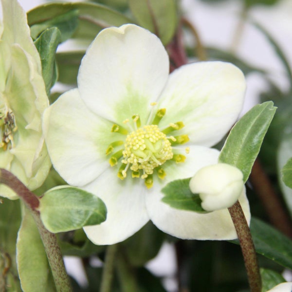 Christrose - Helleborus niger - 9cm Topf