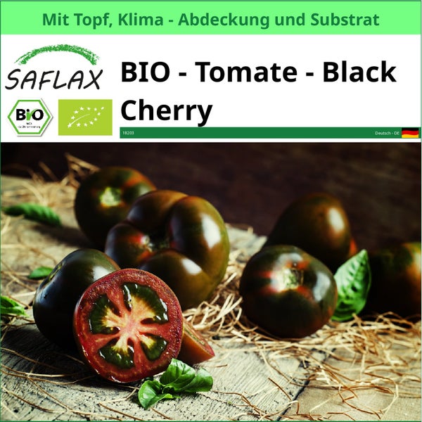 Bio Tomate Black Cherry mit Topf, Klima Abdeckung und Substrat