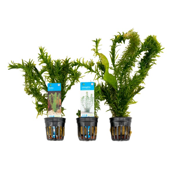 Bloomique - 3er Set - Aquarium Pflanzen Echt - Aquarium Zubehör - Wasserpflanzen - Reinigend - Sauerstoff -  Wasserpest, Hydrocotyle, Limnophila - Höhe 15-20 cm