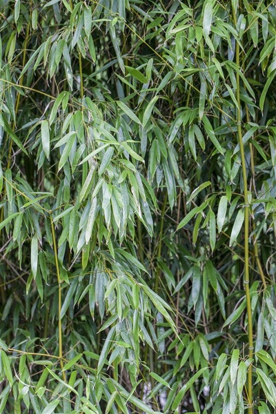 Phyllostachys bissetii, Bambus, grün, 80–100 cm