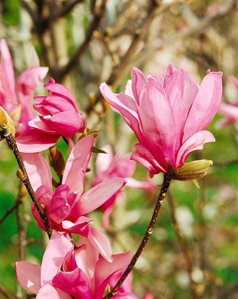 Magnolia liliiflora 'Ricki', Purpur-Magnolie, 100–125 cm
