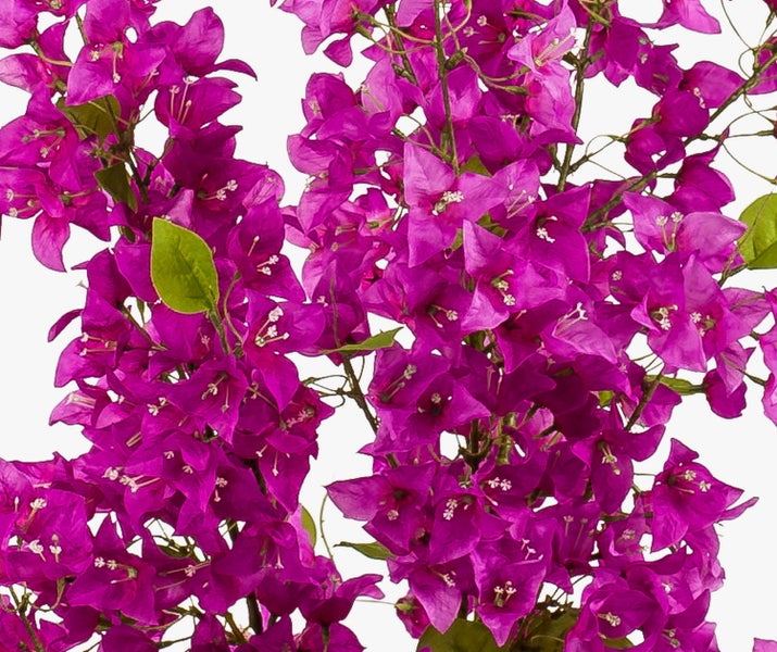 Blühende Bougainvillea mit pinkfarbenen Hochblättern und grünen Blättern.