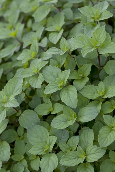 Mentha suaveolens, Apfelminze, aromatisch, ca. 9x9 cm Topf