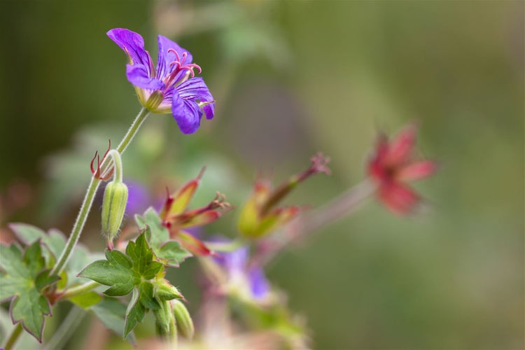 Geranium wlassovianum, Storchschnabel, purpurrot, ca. 9x9 cm Topf