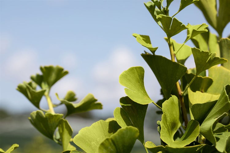 Ginkgo biloba 'Globus', Fächerblattbaum, kompakt, 40–60 cm