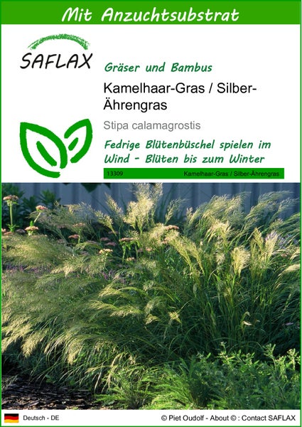 SAFLAX  - Kamelhaar-Gras / Silber-Ährengras - Stipa calamagrostis - 50 Samen - Mit keimfreiem Anzuchtsubstrat