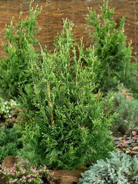 Thuja plicata 'Can-Can', Lebensbaum, 25–30 cm, kompakt
