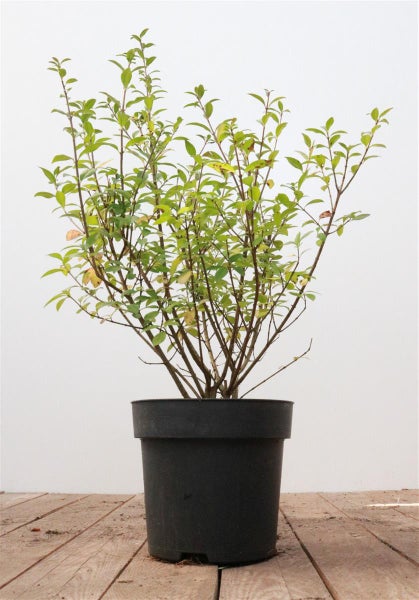 Ligustrum vulgare 'Atrovirens', Gewöhnlicher Liguster, immergrün, 40–60 cm