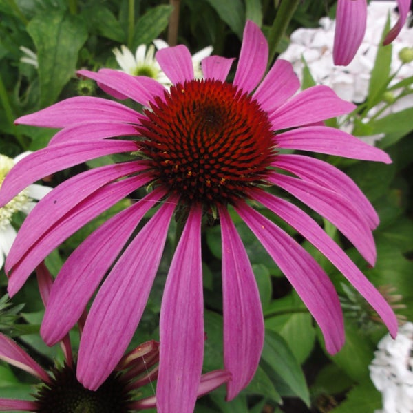 Nahaufnahme einer rosafarbenen Sonnenhutsblume