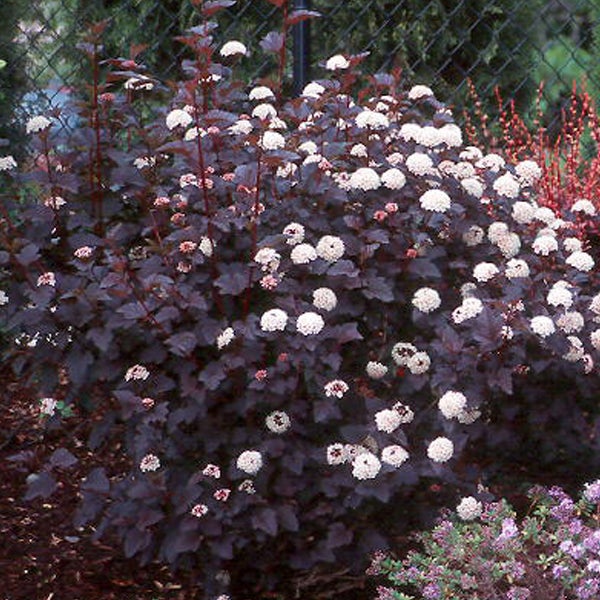 Blasenstrauch mit dunkelroten Blättern und weißen Blüten