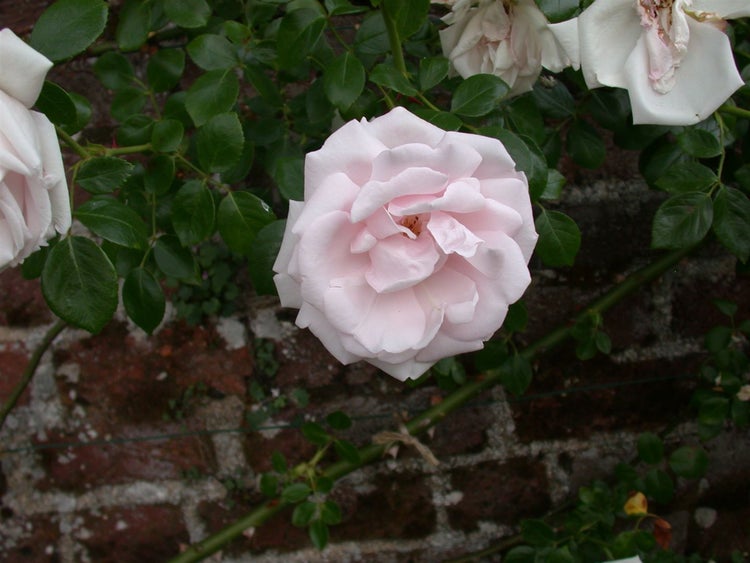 Nahaufnahme einer hellrosa Rose vor einem Hintergrund aus Ziegelsteinen und Blättern.