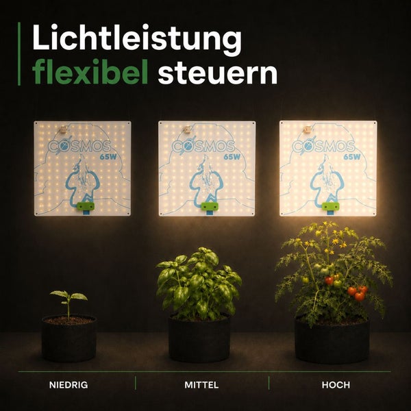 Drei Cosmos 65 Watt LED Pflanzenlampen mit einstellbarer Helligkeit über Pflanzen in den Phasen Keimling, Basilikum und Tomate.