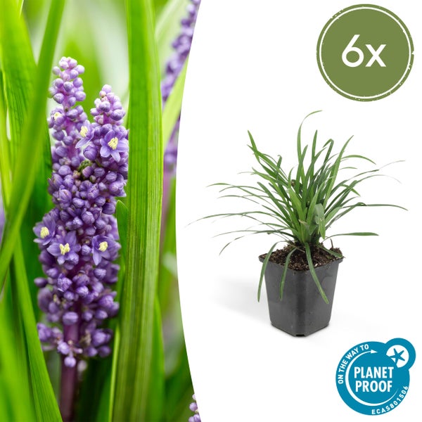 Bodendecker - Lilientraube - Liriope muscari 'Big Blue' - 9cm Topf - Set mit 6 Pflanzen