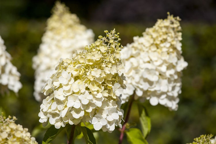 Hydrangea paniculata 'Magical Moonlight', Rispenhortensie, weiß, 60–80 cm