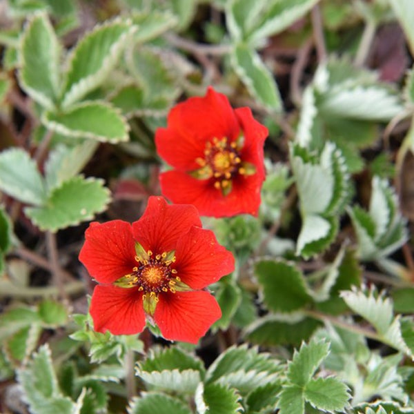 Nahaufnahme von roten Scheinbeerenblüten im Garten