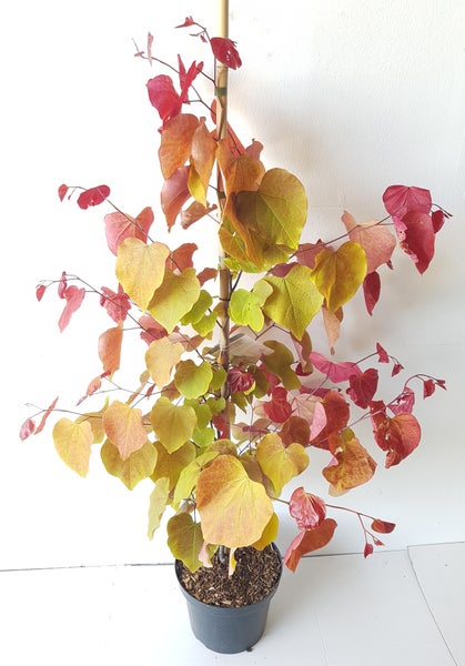 Cercis canadensis 'Eternal Flame', Kanadischer Judasbaum, Gesamthöhe: 130-140 cm