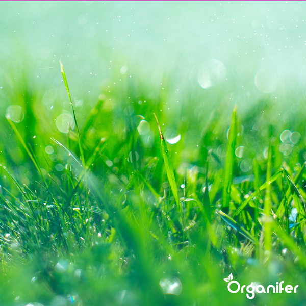 Grasinsekten-Konzentrat - 1000 ml für 250 m2 - Organifer