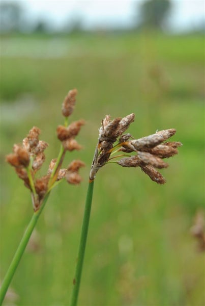 Scirpus lacustris, Teichbinse, ca. 9x9 cm Topf