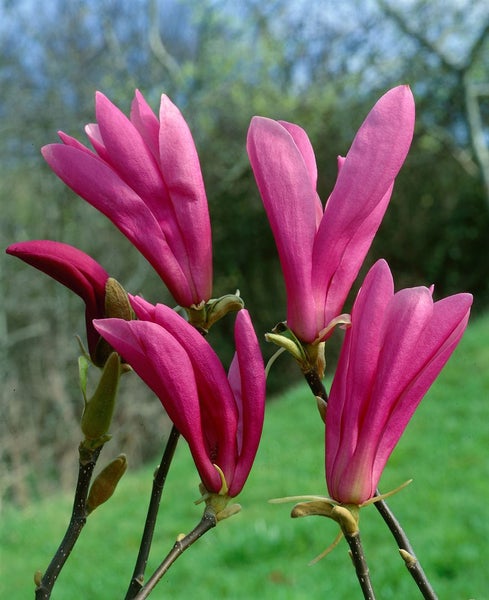 Magnolia liliiflora 'Susan', Purpur-Magnolie, purpurrosa, 40–60 cm