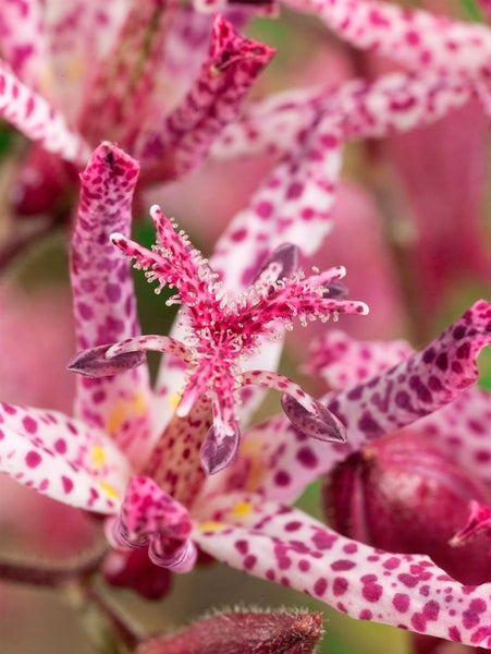 Tricyrtis hirta 'Sinonome', Krötenlilie, weiß-violett, ca. 9x9 cm Topf