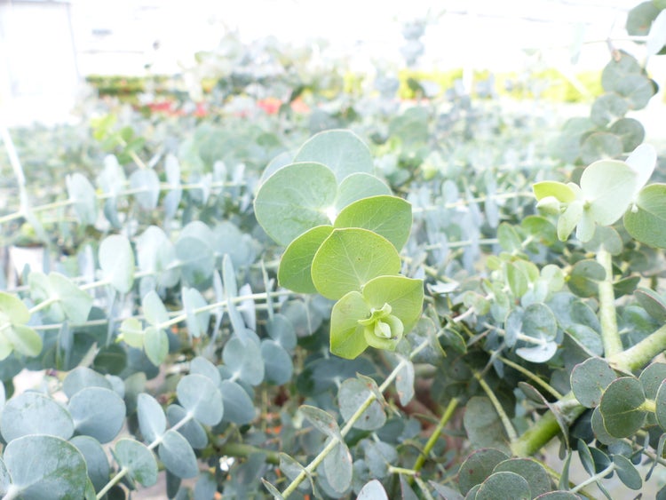 Nahaufnahme von Eukalyptuspflanzen mit runden Blättern.