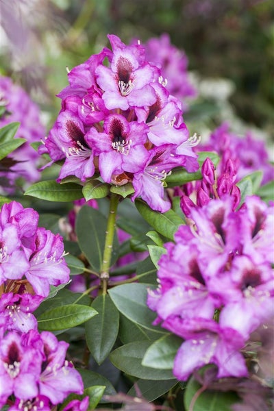 Rhododendron Hybr. 'Diadem', Rhododendron, rosa Blüten, 30–40 cm