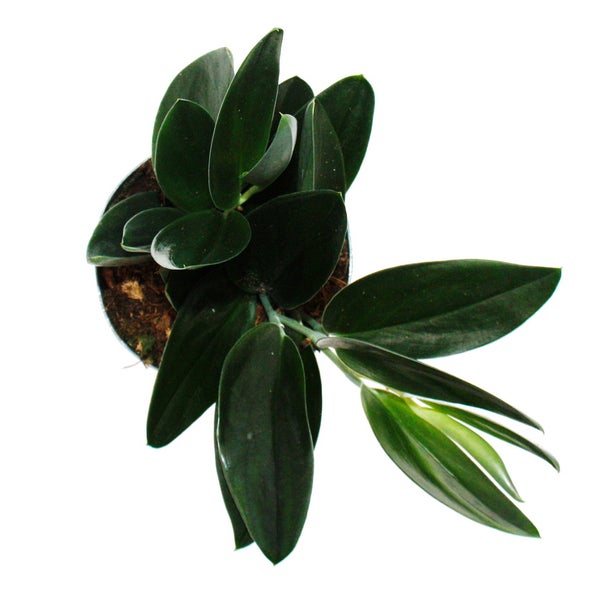 Scindapsus treubii Dark Form - schwarze Efeutute - 15cm Topf