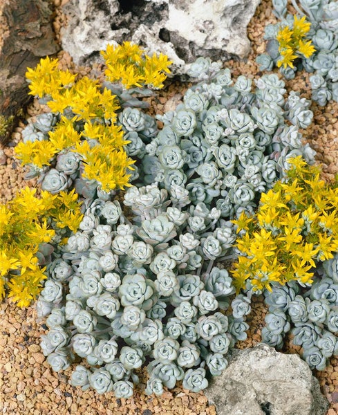 Sedum spathulifolium 'Cape Blanco', silbergrau, ca. 9x9 cm Topf