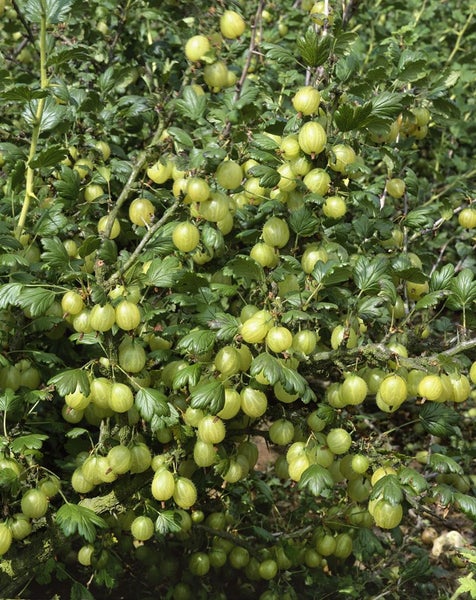 Ribes uva-crispa 'Hinnonmäki gelb', Stachelbeere, gelb, 60 cm Stammhöhe