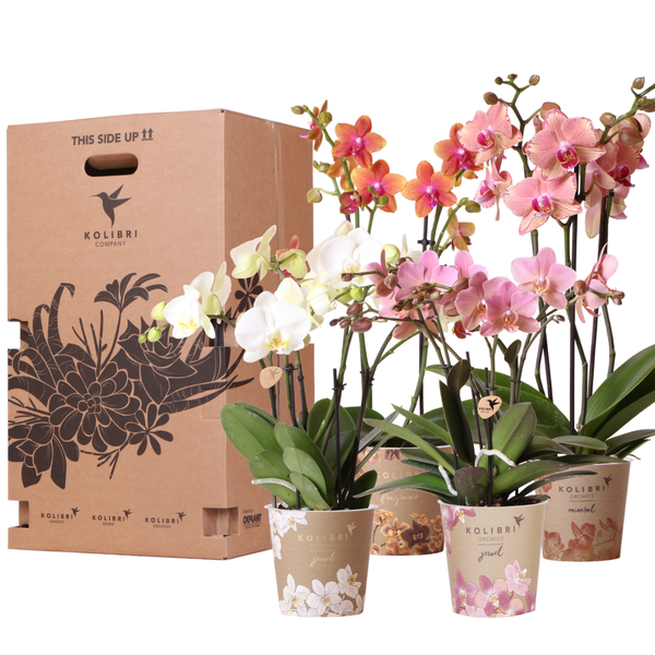 Kolibri Orchids Überraschungsbox Mix Pflanzen-Vorteilsbox Überraschungsbox mit 4 verschiedenen Orchideen 12cm