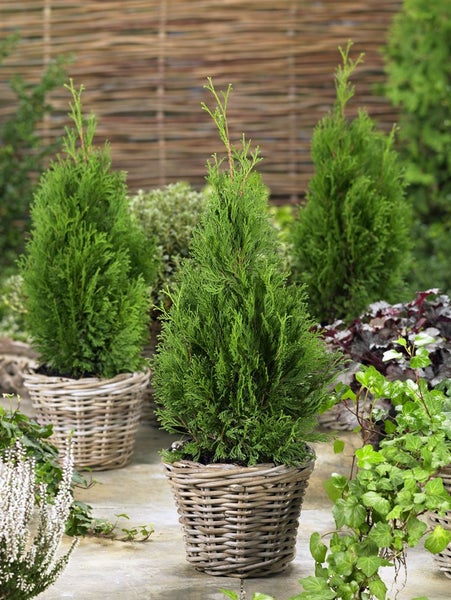 Thuja occidentalis 'Miky', Lebensbaum, kompakt, 20–25 cm