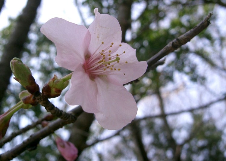 SAFLAX Garden in the bag - Japanische Blütenkirsche - Prunus serrulata - 30 Samen - Mit Anzuchtsubstrat im praktischen, selbst aufstellenden Beutel