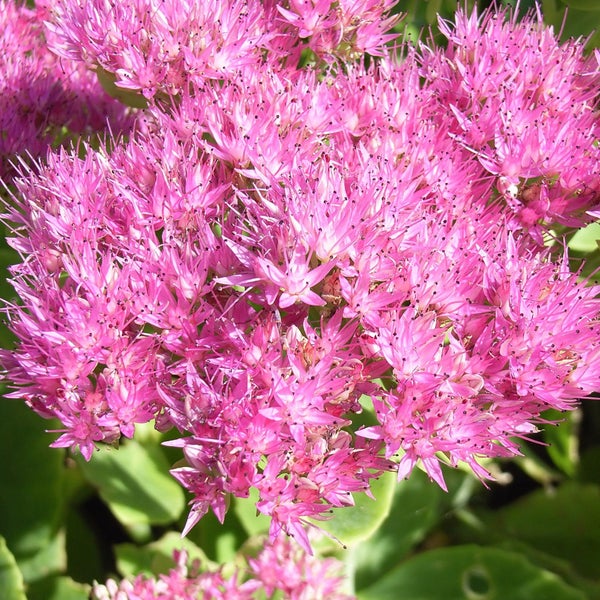 Nahaufnahme einer Fetthenne-Pflanze mit rosa Blüten