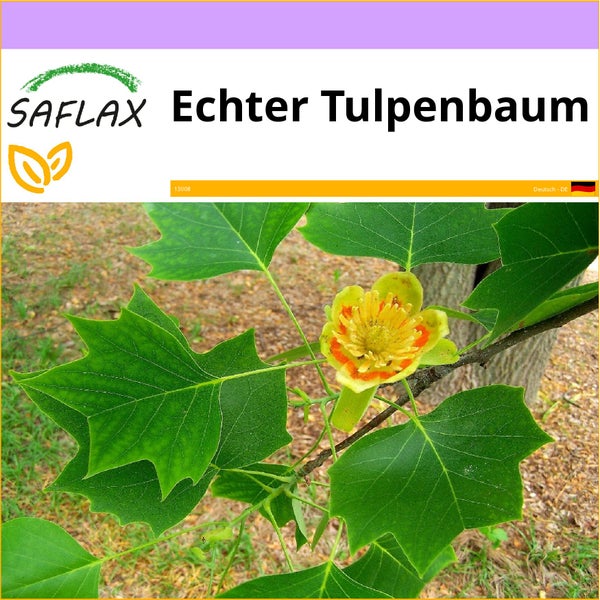 SAFLAX  - Echter Tulpenbaum - Liriodendron tulipifera  - 20 Samen