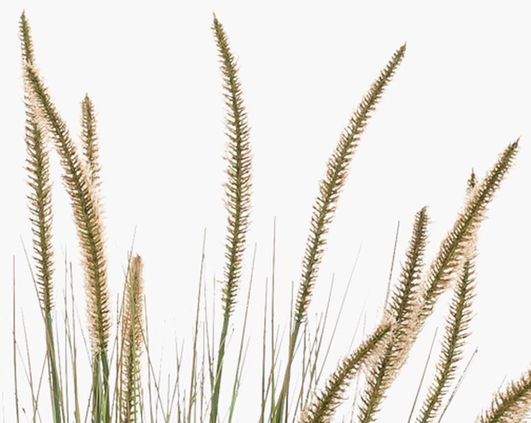 Ziergras Motiv mit langen Ähren für Wandtapete.