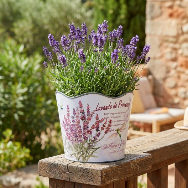 Lavendel in einem bedruckten Metallübertopf mit Lavendelmotiv auf einem Holzgeländer im Freien