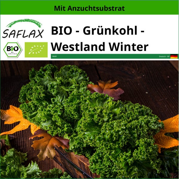 SAFLAX  - BIO - Grünkohl - Westland Winter - Brassica oleracea var. sabellica - 70 Samen - Mit keimfreiem Anzuchtsubstrat