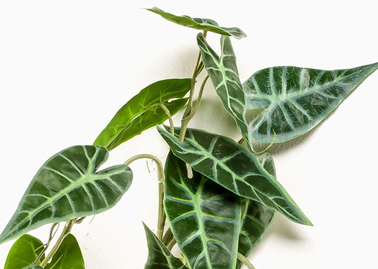 Künstliche Hängepflanze Alocasia mit herzförmigen Blättern und heller Blattaderung.