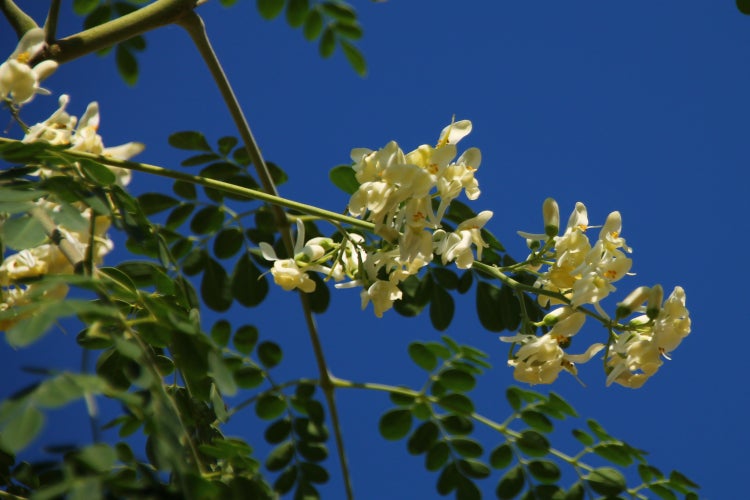 SAFLAX Garden to go - Moringa - Moringa oleifera - 10 Samen - Mit Topf, Klima - Deckel und Anzuchtsubstrat