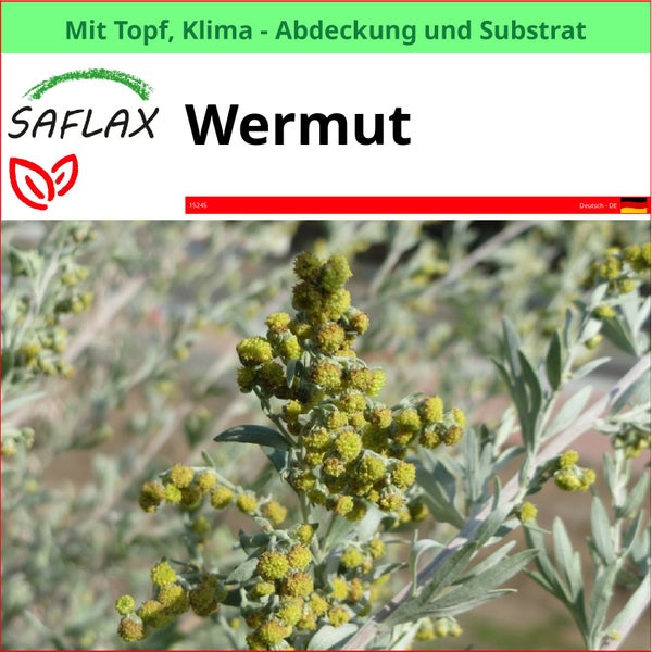 Saflax Wermut im Topf mit Klimaabdeckung und Substrat