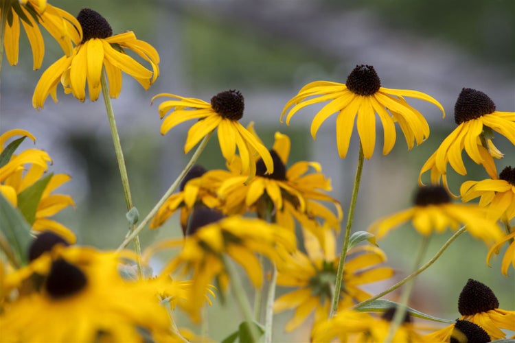 Rudbeckia fulgida 'Goldsturm', Sonnenhut, gelb, 2 Liter Container