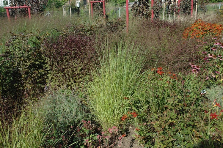 Panicum virgatum 'Hänse Herms', Rutenhirse, rot, 3-5 Liter Container