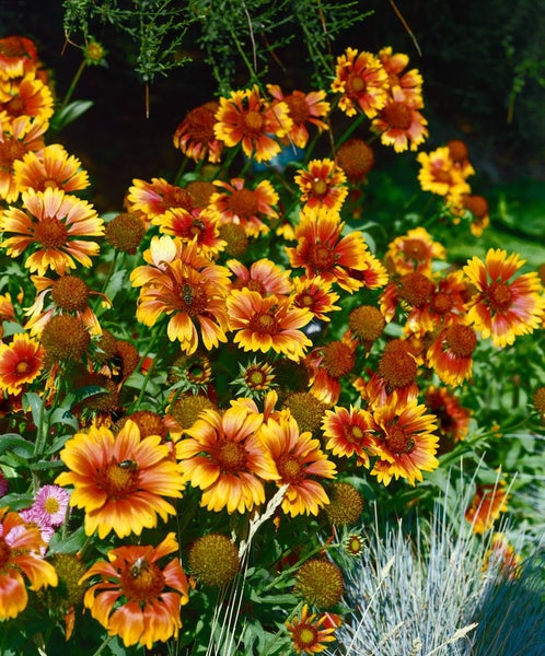 Blumenbeet mit Rudbeckia Blumen im Garten.