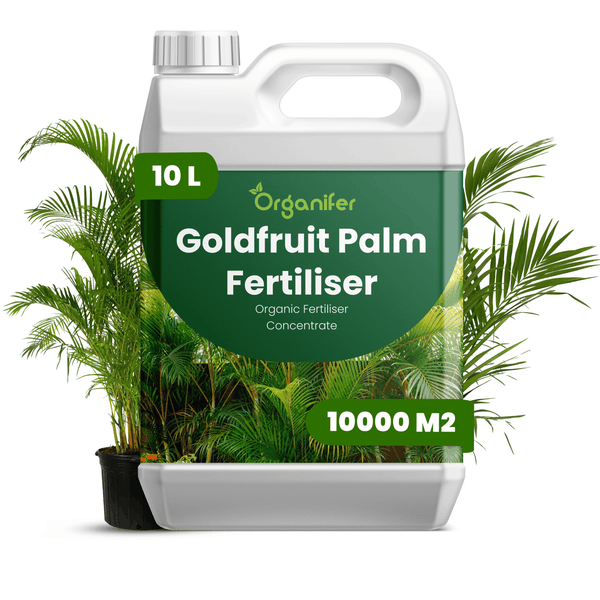 Organifer Goldfruit Palmendünger, organisches Düngerkonzentrat, 10 Liter Kanister für bis zu 10000 Quadratmeter.