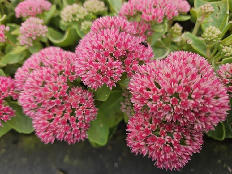 Fette Henne - Sedum telephium 'Herbstfreude' - pflegeleichte Staude - 9cm Topf - Set mit 40 Pflanzen